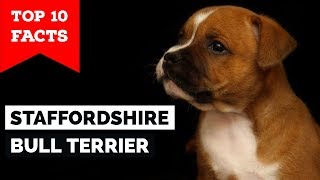 Staffordshire Bull Terrier – Top 10 Facts Staffy Terrier [upl. by Eeslehc]