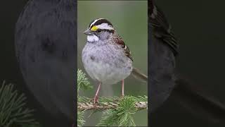 The Whitethroated Sparrow A Guide to Its Beautiful Song BirdWatchingSparrowSongs [upl. by Wengert]