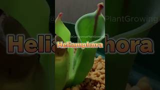 Which are you growing CarnivorousPlantGrowing shorts carnivorousplants [upl. by Auqinaj]