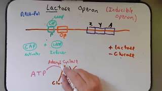 Gene Regulation lac operon [upl. by Assylem86]