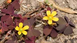 The Benefits of Creeping Wood Sorrel or Oxalis corniculata [upl. by Launamme]