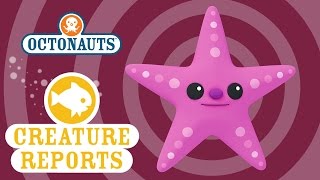 Octonauts Creature Reports  Sea Star [upl. by Silvers558]