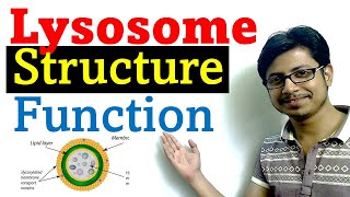 Lysosome structure and function [upl. by Caitlin]