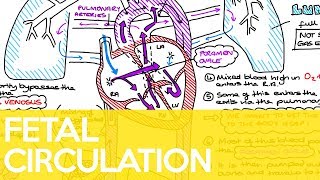 Fetal Circulation Ductus Venosus Foramen Ovale amp Ductus Arteriosus  Sarah Clifford Illustration [upl. by Ycat]