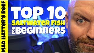 Top 10 Saltwater Fish For Beginners [upl. by Deana]