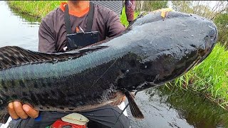 BIG FISH ‼️MANCING IKAN TOMAN DI SPOT INI WAJIB WASPADA TOMAN MONSTER MENUNGGU [upl. by Akinihs]