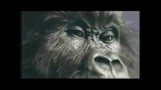 Phil CollinsquotCadbury Gorilla AdvertquotExtended with lyrics [upl. by Georgette]