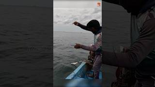 Catching Barracuda Fish Using Squid Pieces as Bait fishing fishingvideo oceanfishing [upl. by Mauer]