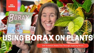 How To Use Borax On Plants Borax Can Be Used On Houseplants amp The Garden Soil Scientist Explains [upl. by Nivrek]