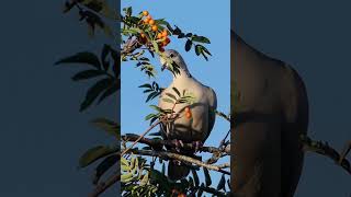 Eurasian Collared Dove Call  Bird Sounds [upl. by Ozmo]