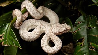 Eyelash pit viper white morph Bothriechis schlegelii [upl. by Einaoj368]