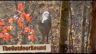 Meat Hunter Whitetail Deer vs 12 Gauge Slug [upl. by Laekim11]