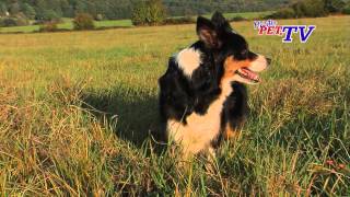 Border Collie Informationen zur Rasse [upl. by Palestine]