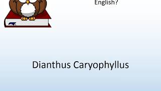 How to say Dianthus Caryophyllus in English  Pronunciation Owl [upl. by Ylera]