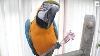 Incredible Party Mad Pet Parrot [upl. by Yebot]