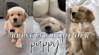 BRINGING HOME OUR GOLDEN RETRIEVER PUPPY [upl. by Yuria]