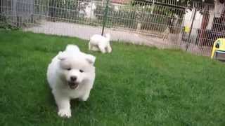 Samoyed puppies 6 weeks old [upl. by Ken]