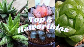 🪴Top 5 Haworthias 🪴🌵 Most beautiful succulents🌹 [upl. by Gowrie747]