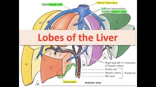 Hepatic Surgical Segments of Liver [upl. by Strickman]