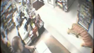 Tiger enters store and scares everyone [upl. by Leziar]