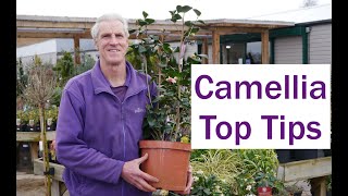 How to plant Camellias  Plant tips at Palmers Garden centre [upl. by Suiddaht994]