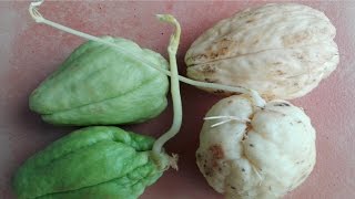 SEMBRAR CHAYOTE O PATATA DEL AIRE cultivo germinacion fechas sembrar chayota  VIVIR EN EL CAMPO [upl. by Aihsad948]