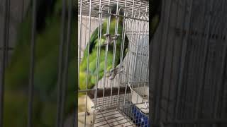 ذكاء ببغاء البلوفرونتد امازون Smart Blue fronted amazon parrot [upl. by Eli]