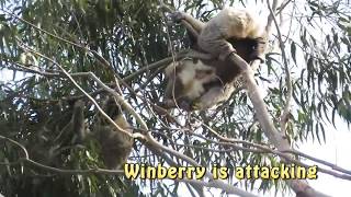 male koalas fighting [upl. by Shandee]