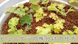 ヒューケラの株分けの仕方🌱 [upl. by Khalsa]