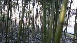 PHYLLOSTACHYS BAMBUSOIDES MADAKE GIANT TIMBER BAMBOO [upl. by Arda]