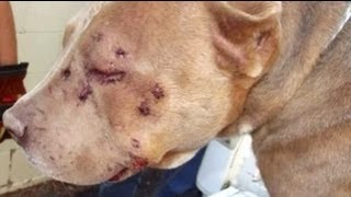 Mutilated bait dog gets second chance [upl. by Eednac]