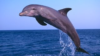 Relaxing Music Dolphin Sounds Sleep Background Meditation Spa Yoga [upl. by Henricks]