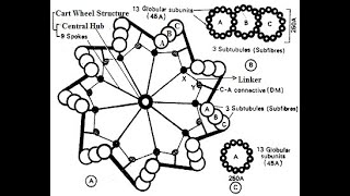 Centrioles  Structure and functions of centrioles  Centrosome [upl. by Cadman]