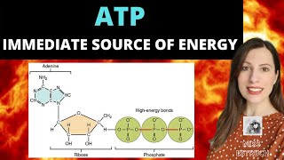 ATP Alevel biology Immediate source of energy Structure and function [upl. by Leummas]