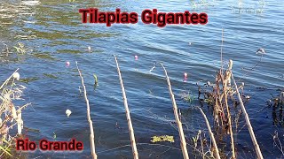 Impressionante tilapias Gigantes no Rio Grande Pescaria Raiz Pescaria caipira [upl. by Sateia]