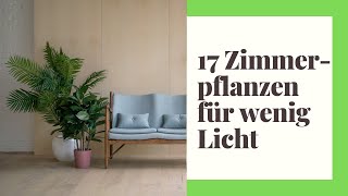 17 pflegeleichte Zimmerpflanzen für wenig Licht [upl. by Leumhs805]