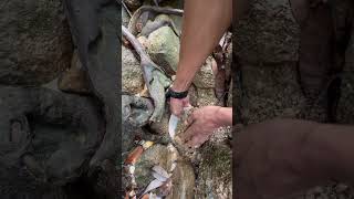 I found gold stuck in the roots of a tree😱😱💰 really fun fyp video shorts [upl. by Mercy]