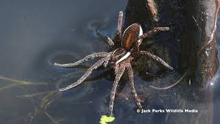 Raft Spider Dolomedes fimbriatus [upl. by Muhan]