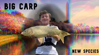 Catfish and Carp fishing the Tidal Basin in Washington DC BIG Fish and New Species [upl. by Scherman]