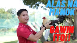 SABONG TIPS Paano Gumawa Ng Alas Na Manok Panabong [upl. by Shanie]