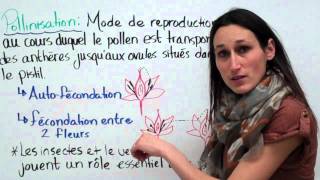 21 Sciences 9e La pollinisation [upl. by Plate]