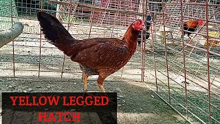 Yellow legged hatch Carol Nesmith [upl. by Keldah]