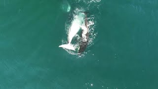 Group Of Orcas Hunt Minke Whale [upl. by Peacock128]