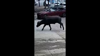 Rampaging bull injures cleaner in terrifying attack [upl. by Pier233]