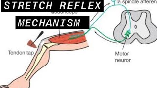 stretch reflex mechanismEasy Explanation within 5 minutes [upl. by Nairadas831]