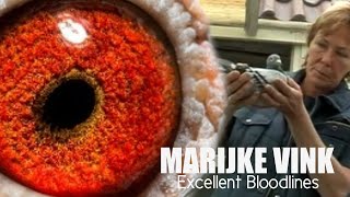 MARIJKE VINK  Excellent Bloodlines [upl. by Eckblad]