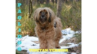 TIBETAN TERRIER TOP 10 INTERESTING FACTS [upl. by Ahsirtak]