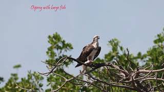 River Gambia wildlife [upl. by Card948]