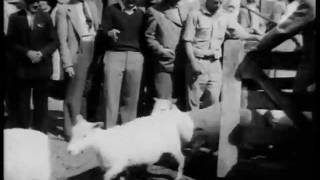 Pictorial Parade No 3 extract Godfrey Bowen Breaks Shearing Record W43611 [upl. by Tnairb]