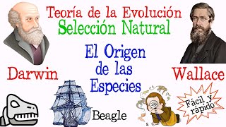 🐚Teoría de la Evolución Darwin y Wallace🔍 Fácil y Rápido  BIOLOGÍA [upl. by Pachton]